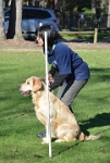 17472_062 : dogs, dwd