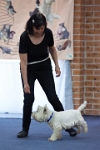 17474_005 : dogs, dwd