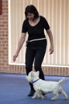 17474_006 : dogs, dwd