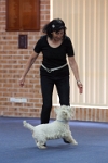 17474_007 : dogs, dwd