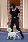 17474_009 : dogs, dwd
