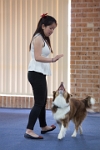 17474_020 : dogs, dwd