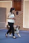 17474_032 : dogs, dwd
