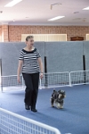 17474_045 : dogs, dwd