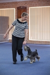 17474_049 : dogs, dwd