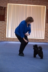 17474_061 : dogs, dwd