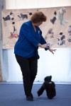 17474_068 : dogs, dwd