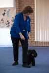 17474_072 : dogs, dwd