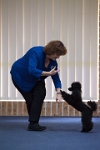 17474_073 : dogs, dwd
