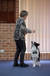 17474_095 : dogs, dwd