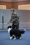 17474_097 : dogs, dwd