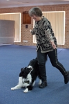 17474_103 : dogs, dwd