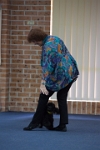 17474_107 : dogs, dwd
