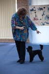 17474_117 : dogs, dwd