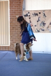 17474_142 : dogs, dwd