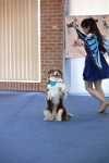 17474_153 : dogs, dwd