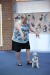 17474_163 : dogs, dwd
