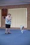 17474_173 : dogs, dwd