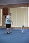 17474_174 : dogs, dwd