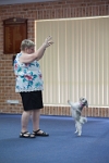 17474_176 : dogs, dwd