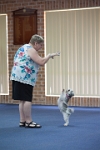 17474_178 : dogs, dwd