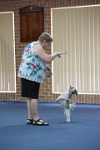 17474_179 : dogs, dwd