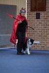 17474_196 : dogs, dwd