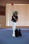 17474_228 : dogs, dwd