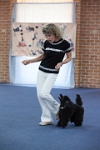 17474_243 : dogs, dwd