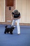 17474_252 : dogs, dwd