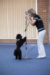 17474_261 : dogs, dwd