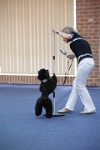 17474_264 : dogs, dwd