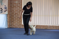 17474_291 : dogs, dwd