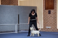 17474_294 : dogs, dwd