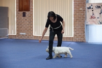 17474_296 : dogs, dwd