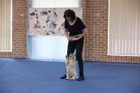 17474_297 : dogs, dwd