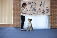 17474_298 : dogs, dwd
