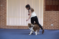 17474_303 : dogs, dwd