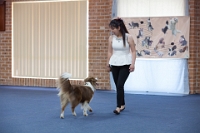 17474_307 : dogs, dwd