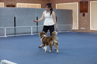 17474_309 : dogs, dwd