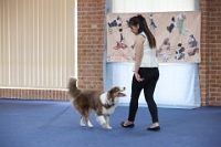 17474_311 : dogs, dwd