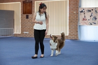17474_312 : dogs, dwd