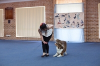 17474_313 : dogs, dwd