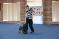 17474_315 : dogs, dwd