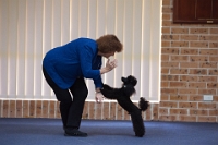 17474_322 : dogs, dwd