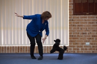 17474_323 : dogs, dwd