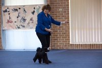 17474_325 : dogs, dwd