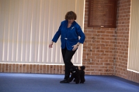 17474_326 : dogs, dwd
