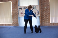 17474_330 : dogs, dwd