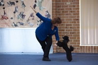 17474_333 : dogs, dwd